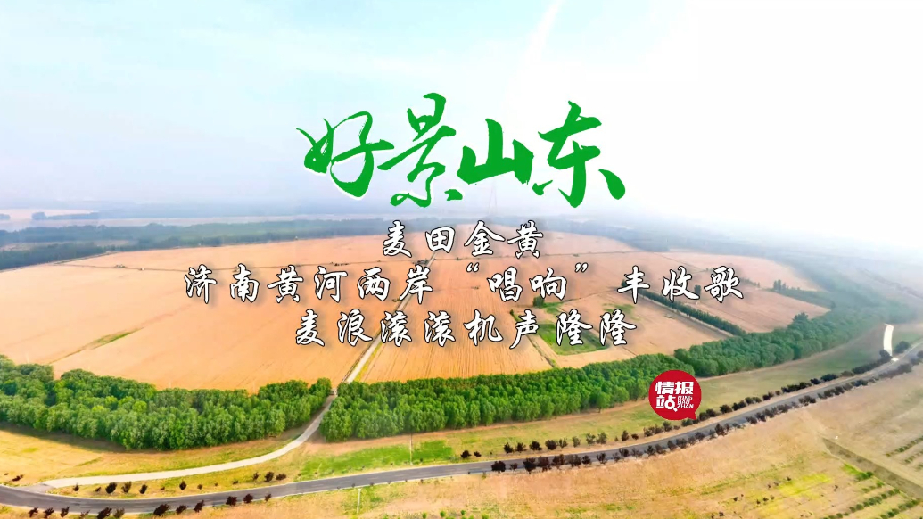果然视频·好景山东|济南黄河两岸“唱响”丰收歌，宛如金色画卷