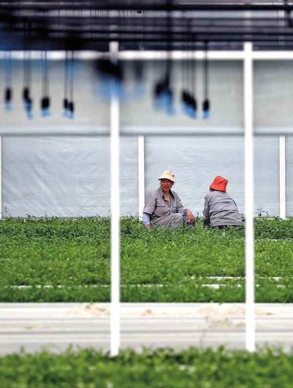 Where tea blends with culture and tourism