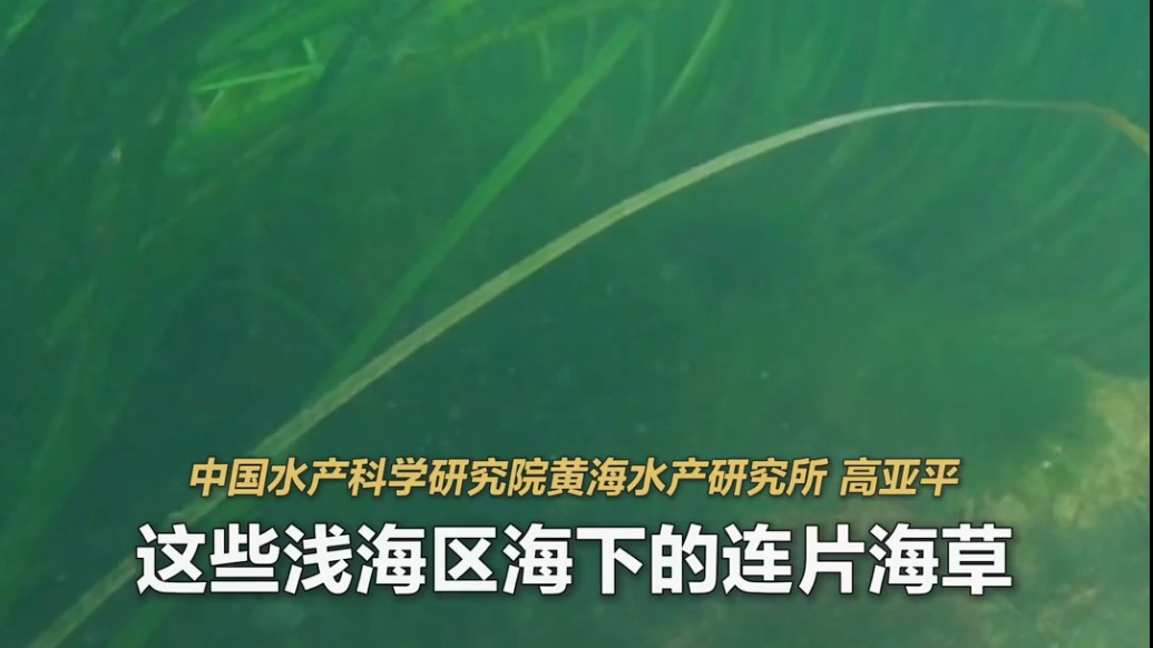 建设美丽海湾，海草也在“贡献着自己的力量”