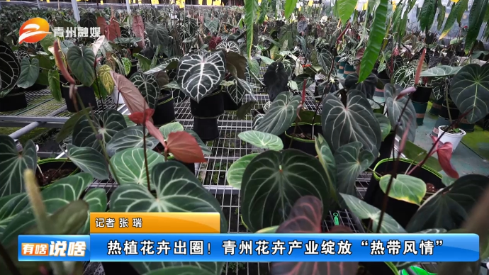 热植花卉出圈！青州花卉产业绽放“热带风情”