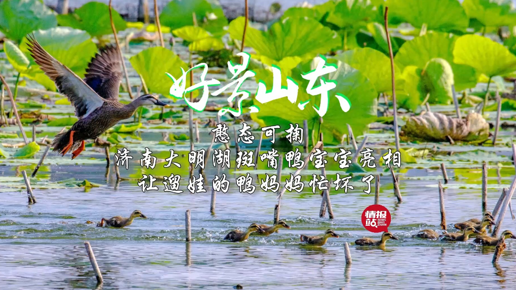 果然视频·好景山东|济南大明湖斑嘴鸭宝宝亮相，让鸭妈妈忙坏了