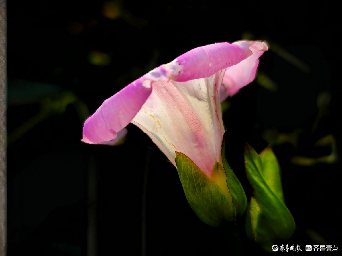野牵牛花开像彩色的小喇叭