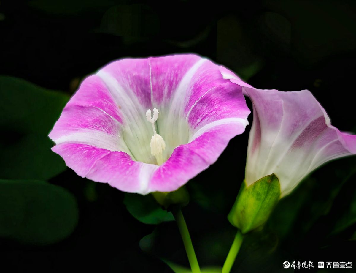 野牵牛花开像彩色的小喇叭