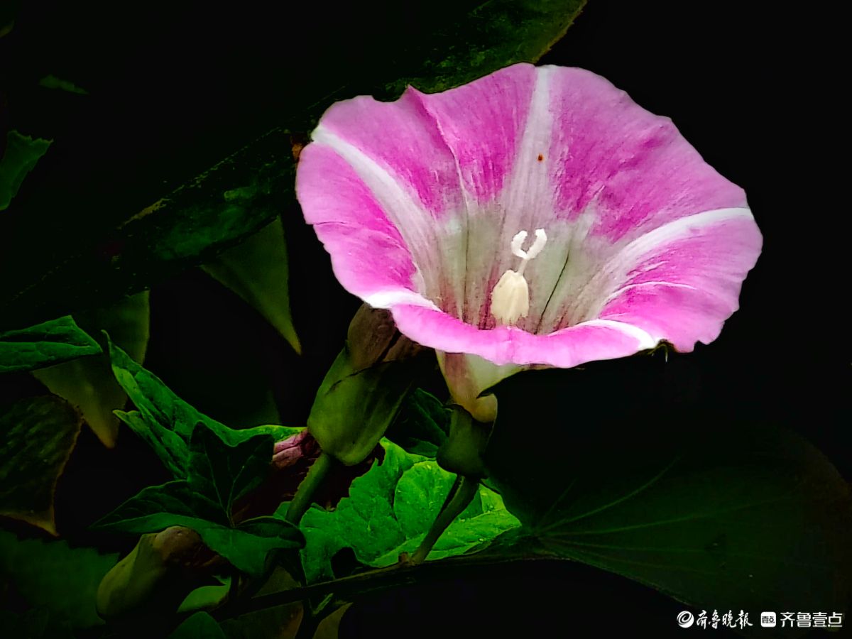 野牵牛花开像彩色的小喇叭