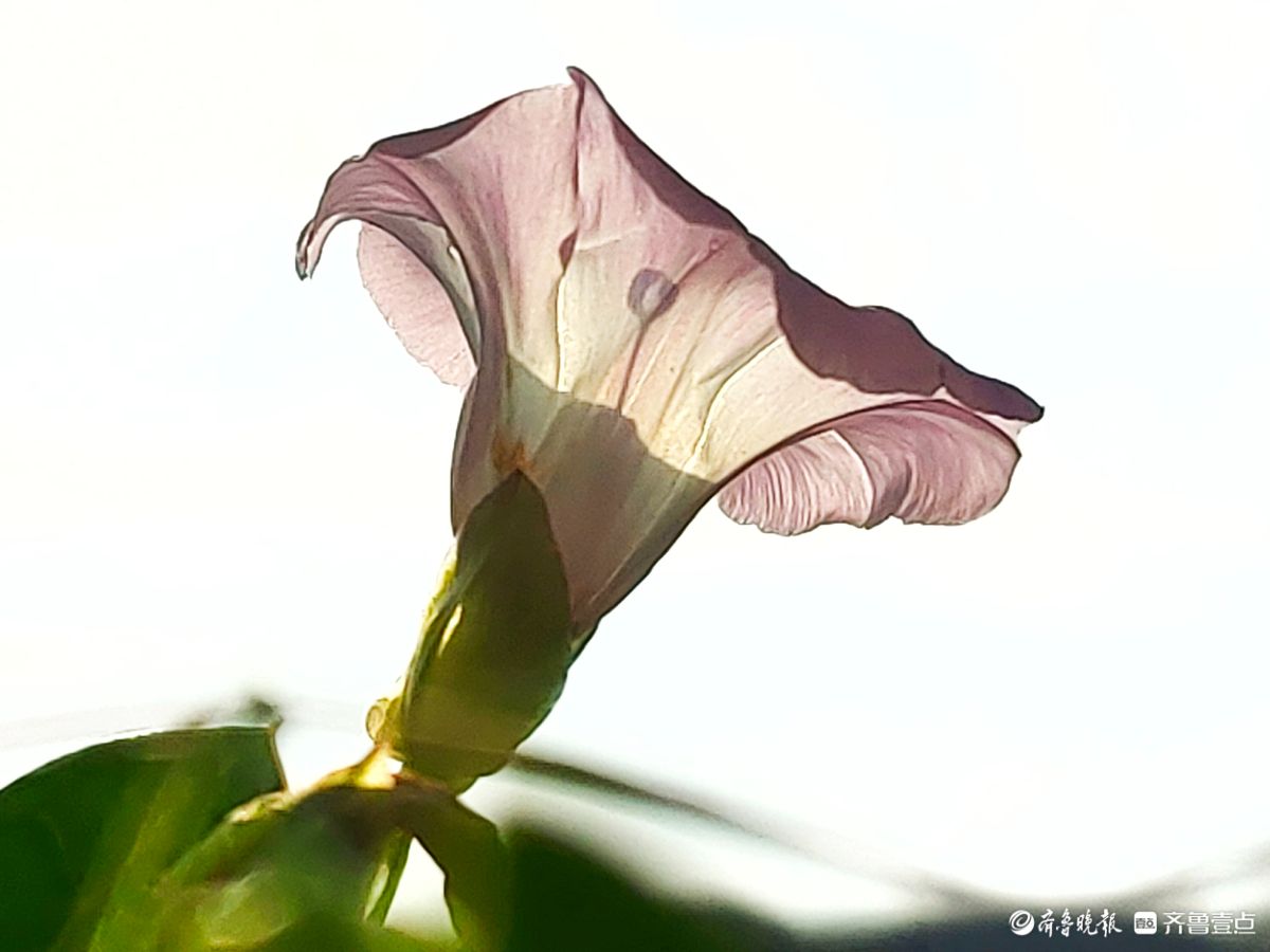 野牵牛花开像彩色的小喇叭