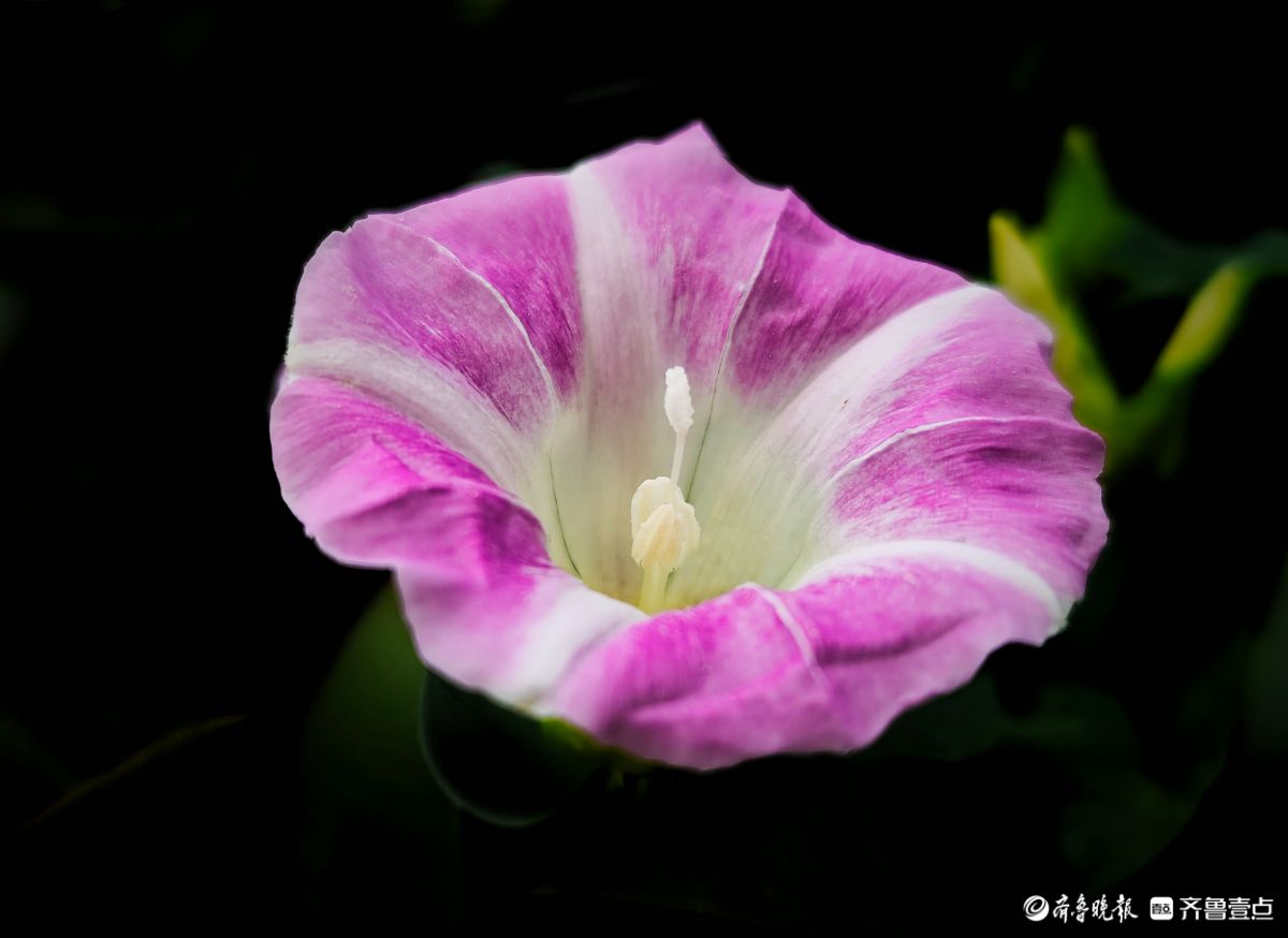 野牵牛花开像彩色的小喇叭