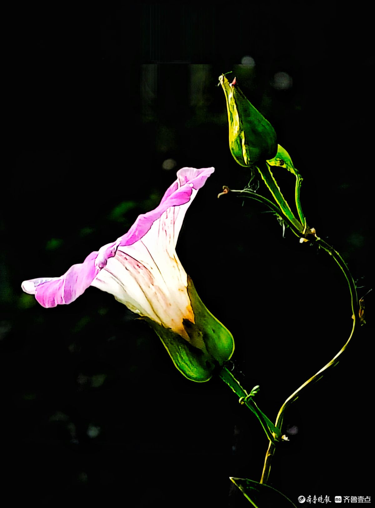 野牵牛花开像彩色的小喇叭