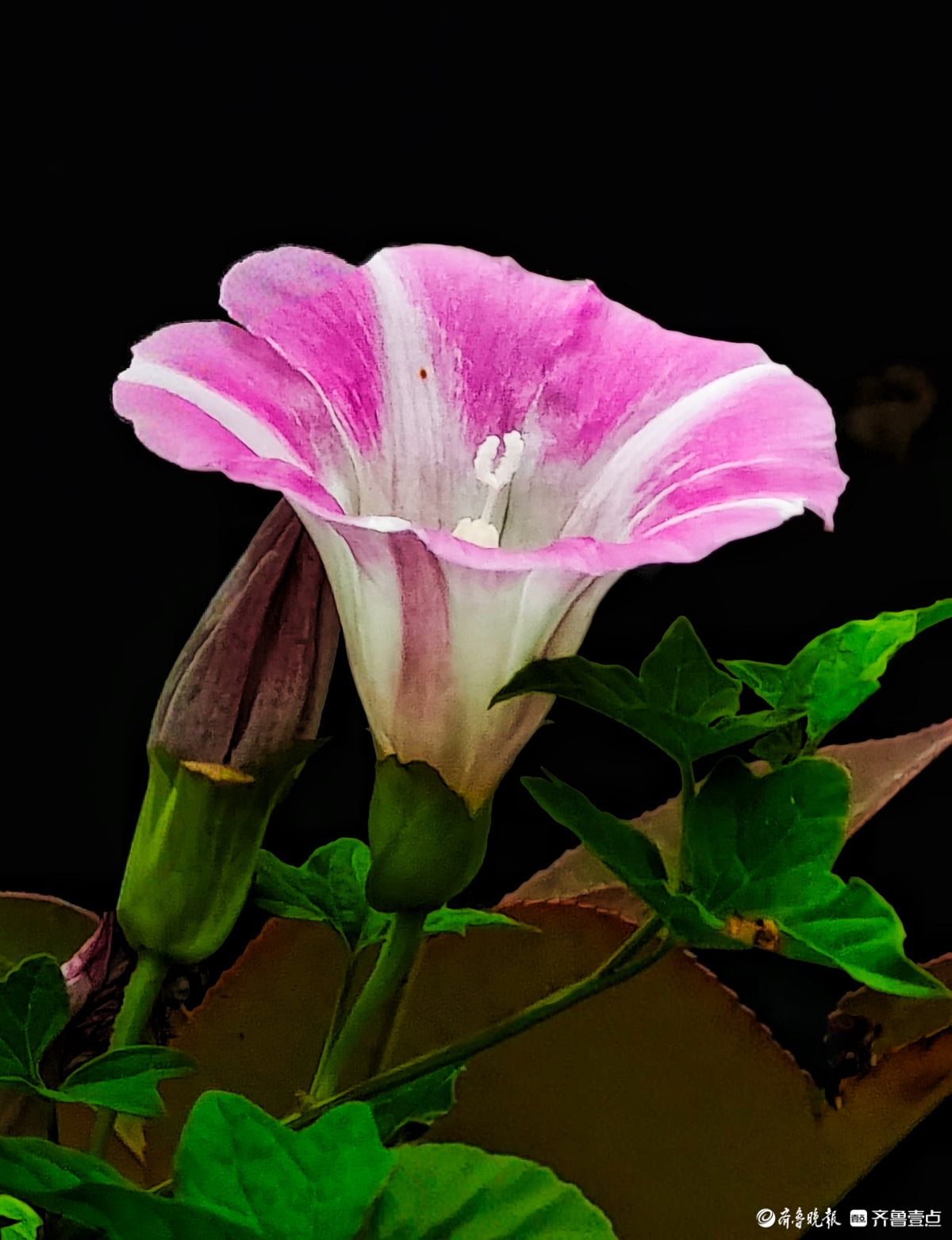 野牵牛花开像彩色的小喇叭