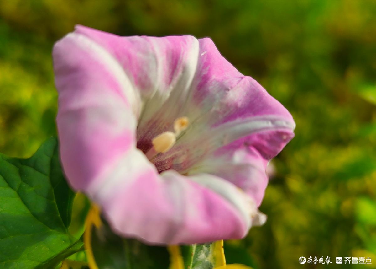 野牵牛花开像彩色的小喇叭