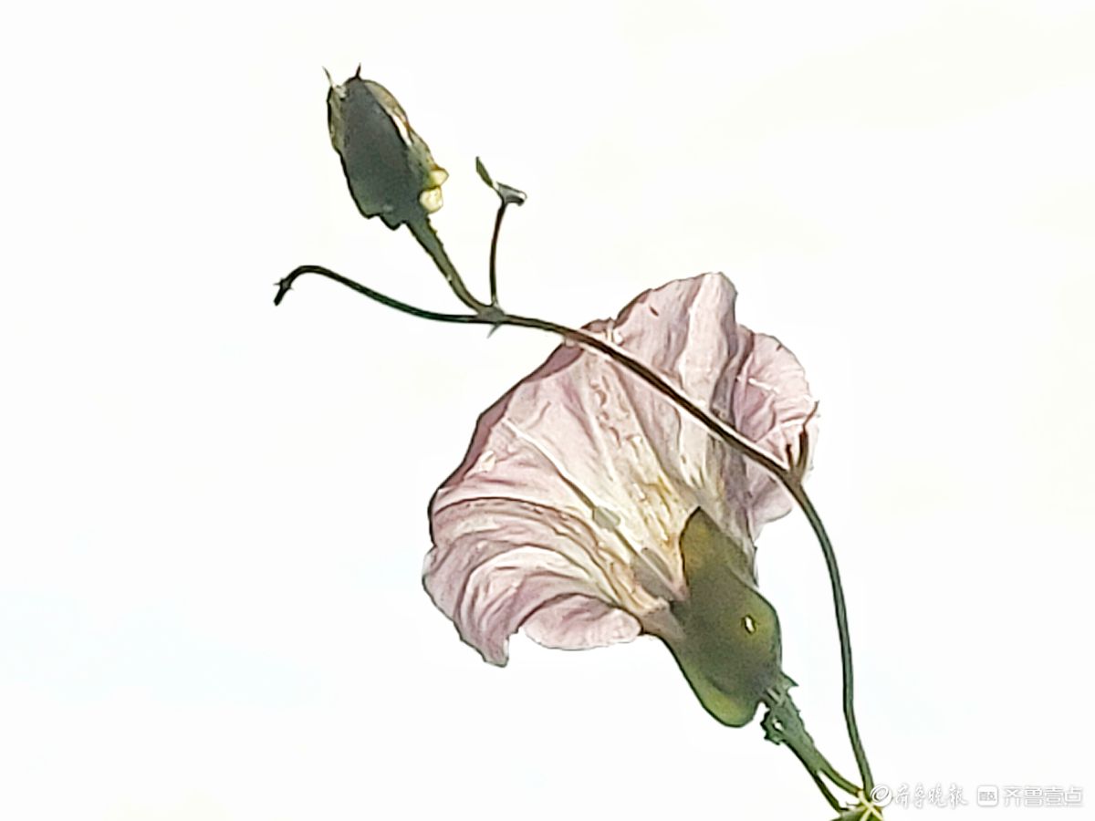 野牵牛花开像彩色的小喇叭