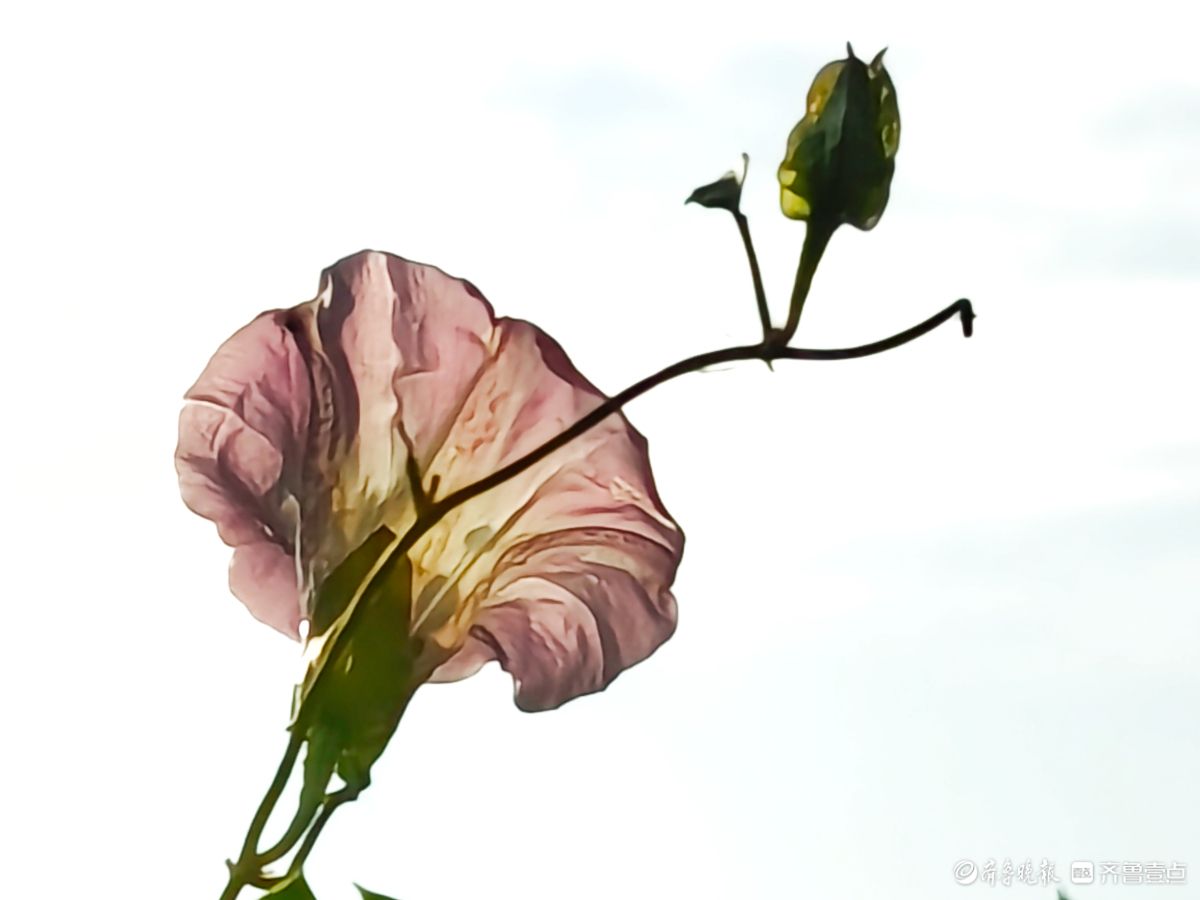 野牵牛花开像彩色的小喇叭