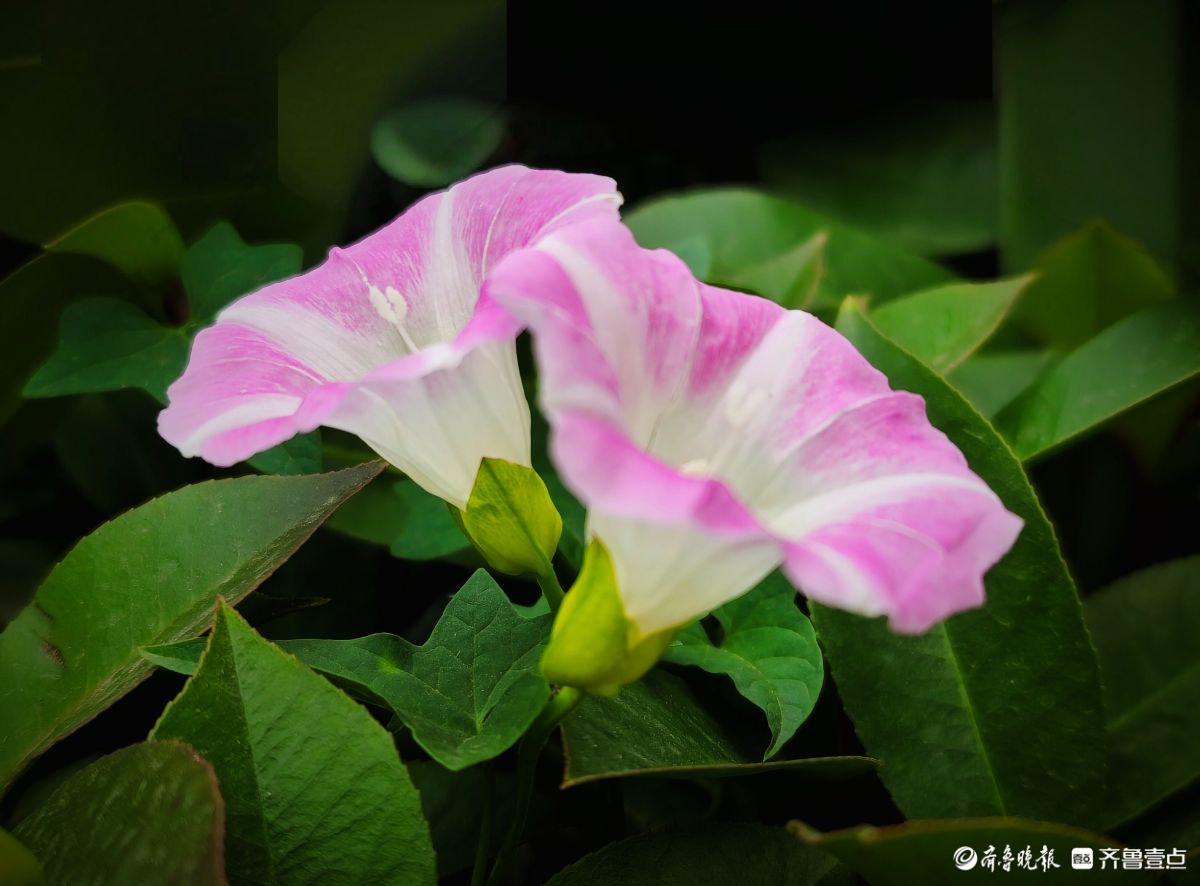 野牵牛花开像彩色的小喇叭