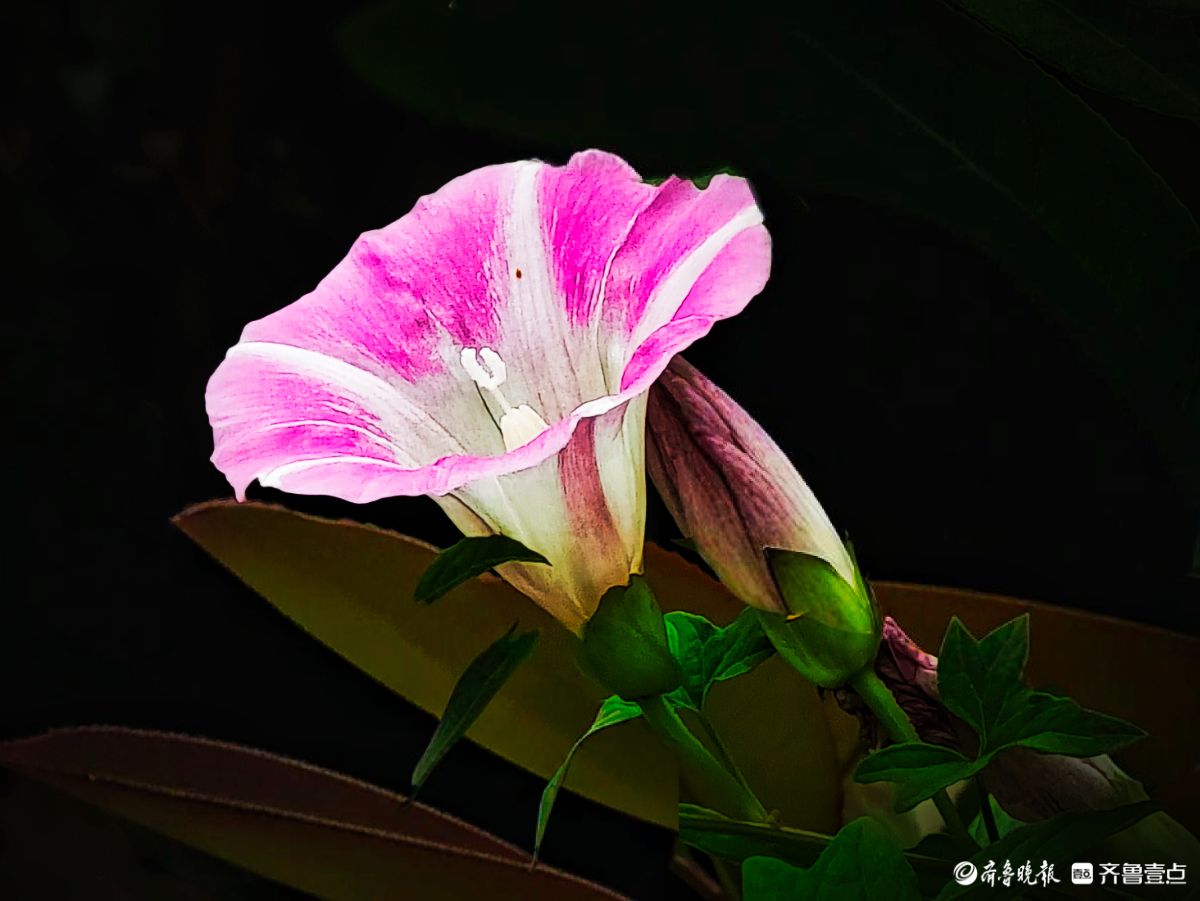 野牵牛花开像彩色的小喇叭