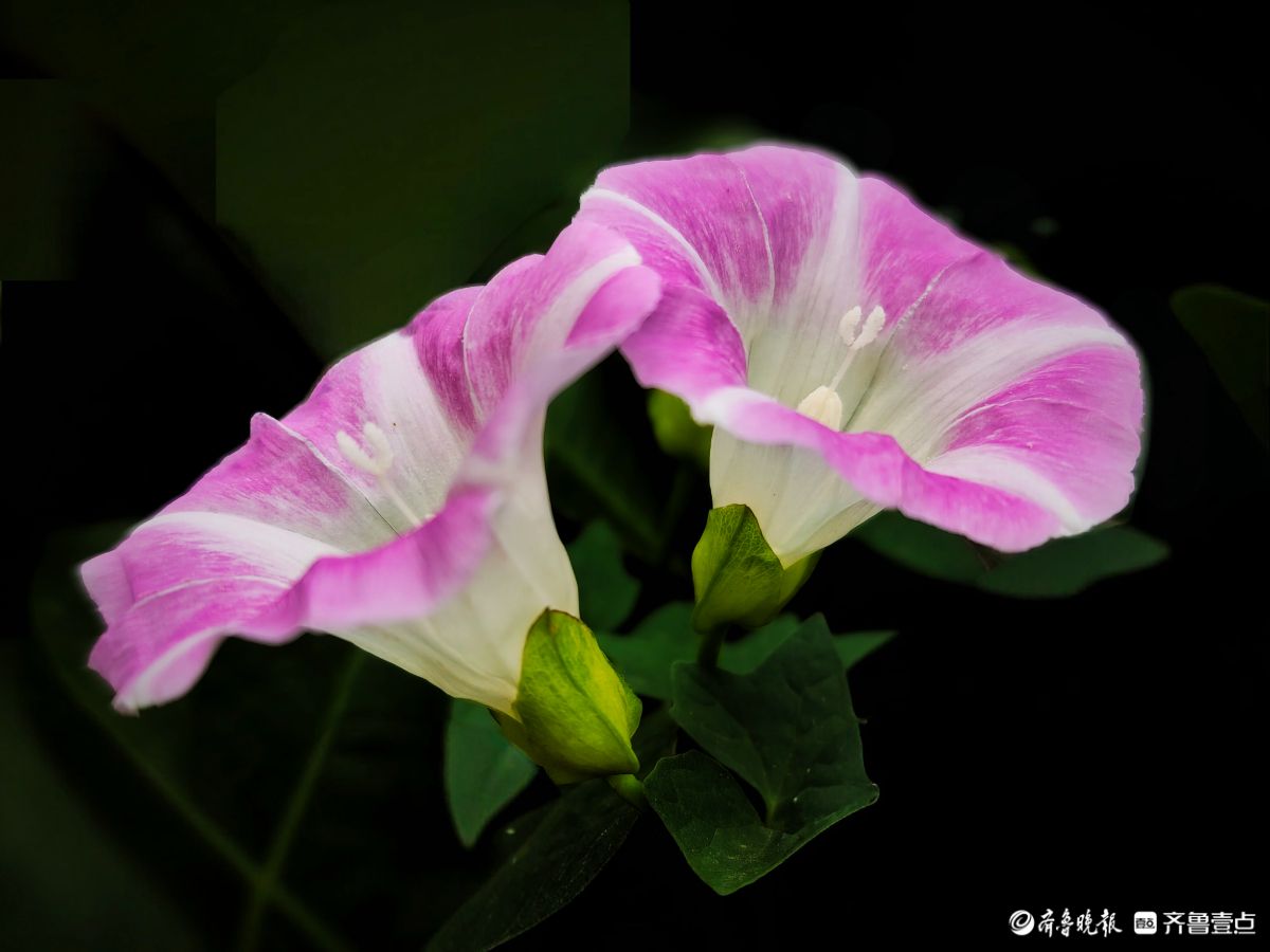 野牵牛花开像彩色的小喇叭