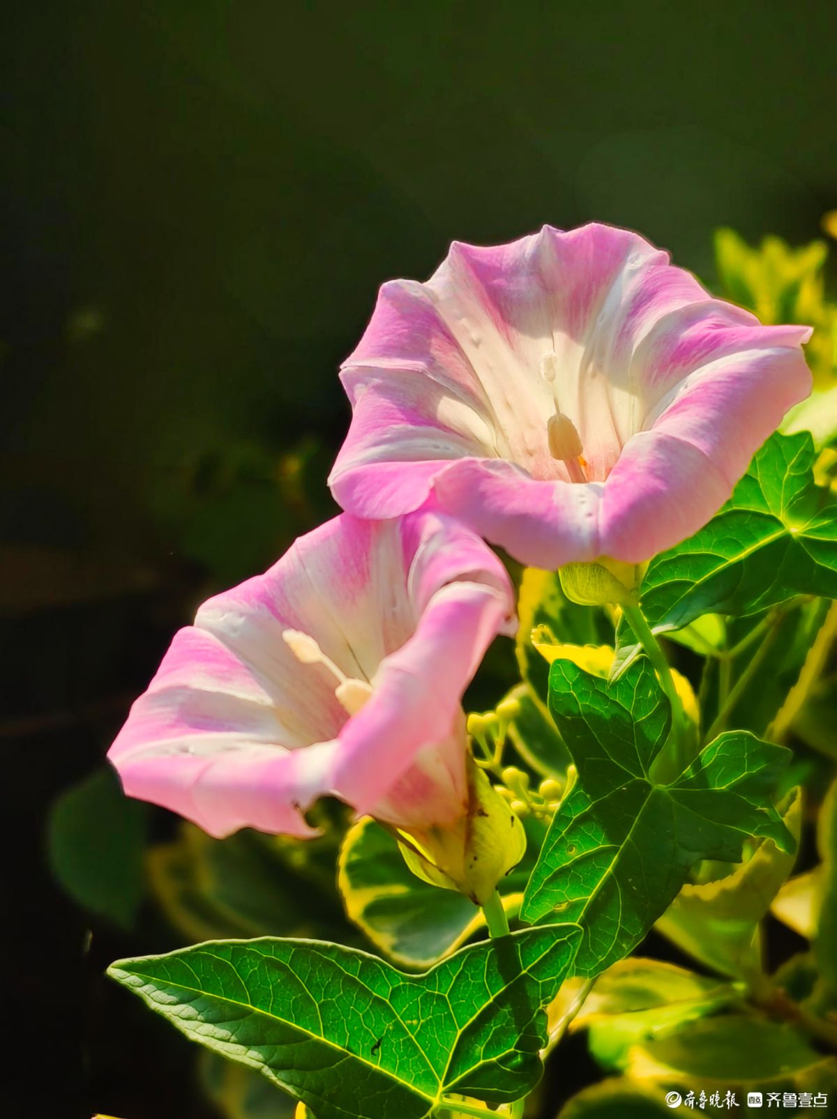 野牵牛花开像彩色的小喇叭