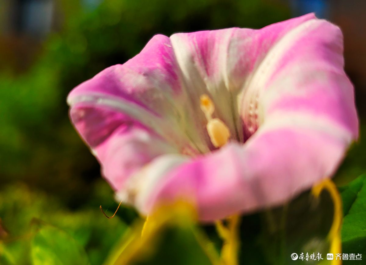 野牵牛花开像彩色的小喇叭
