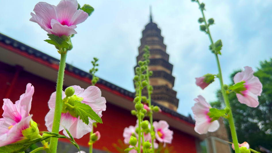 中高考生福利！山东30余家景区宣布，凭准考证免门票