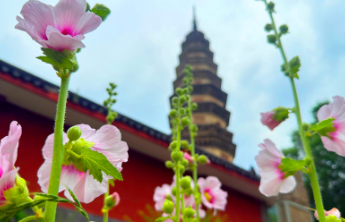 免费！准考证当门票，山东景区福利来了
