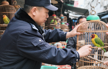 打击非法贩鸟，别让法律失声于鸟市角落