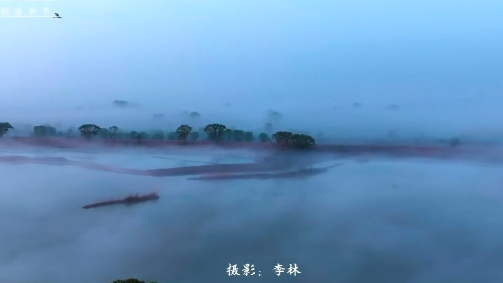 果然视频|晨雾中的黄河口湿地，犹如仙境！
