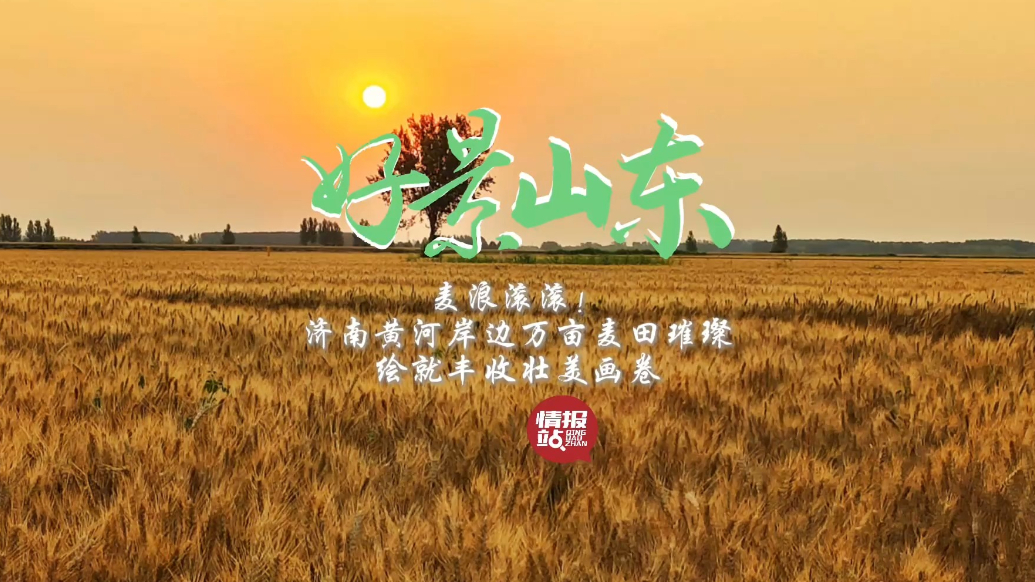 果然视频·好景山东|济南黄河岸边万亩麦田璀璨，绘就丰收盛景！