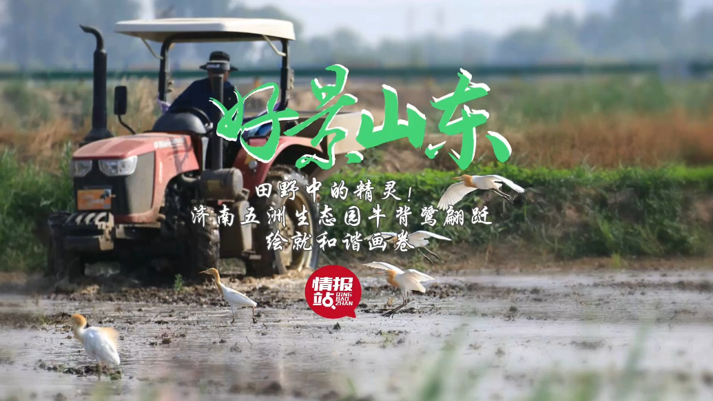 果然视频·好景山东|济南吴家堡牛背鹭田间起舞，绘就和谐画卷！