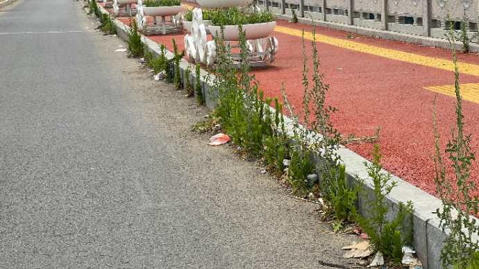 齐鲁壹点•泰安帮办｜泰安迎胜高架桥雨水口杂草丛生存隐患，住建局：两周内完成清理