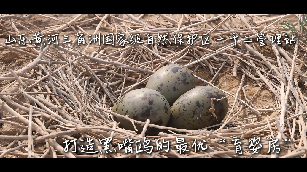 黄河三角洲自然保护区一千二管理站打造黑嘴鸥最优“育婴房”