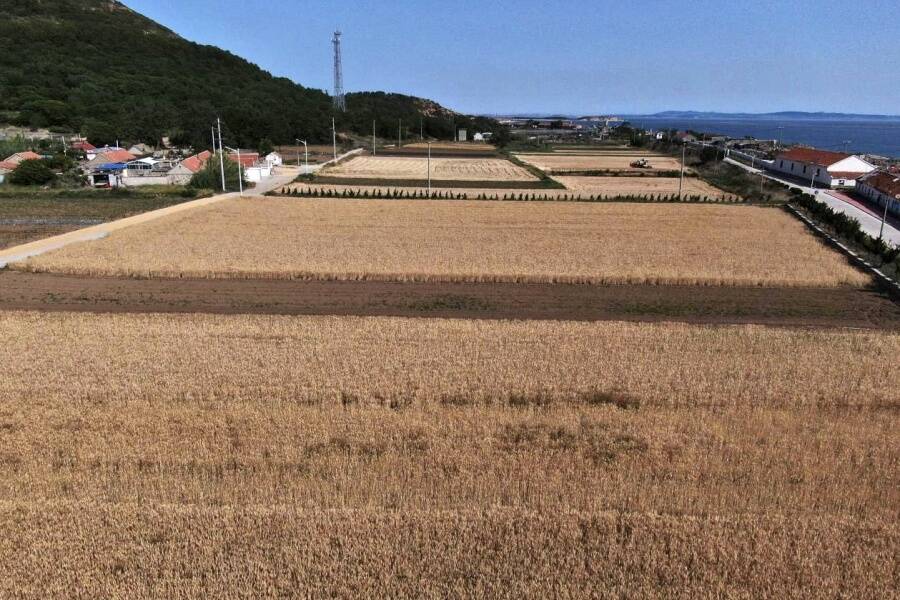 海岛麦收，长岛唯一