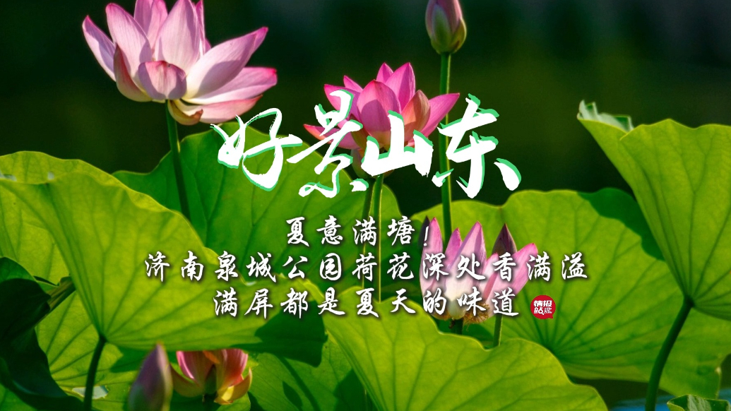果然视频·好景山东|济南泉城公园荷花香满溢，满屏都是夏天味道
