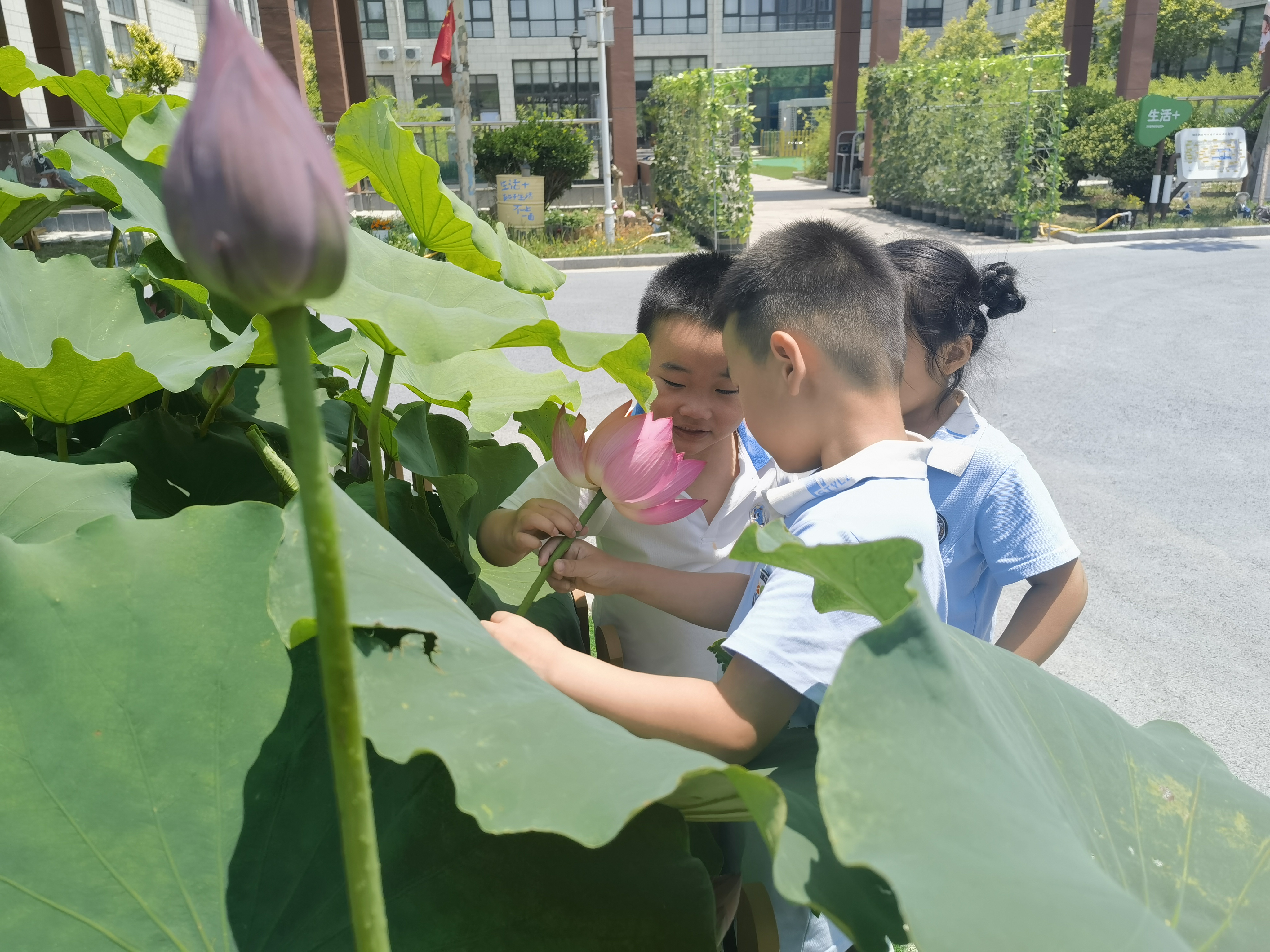 东营市河口区湖滨新区幼儿园开展芒种节气荷花主题探索活动