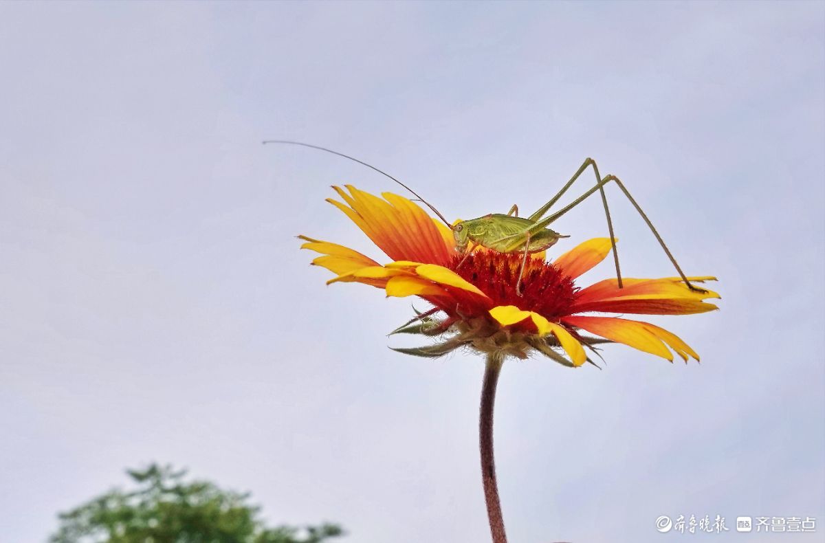 蝈蝈恋花