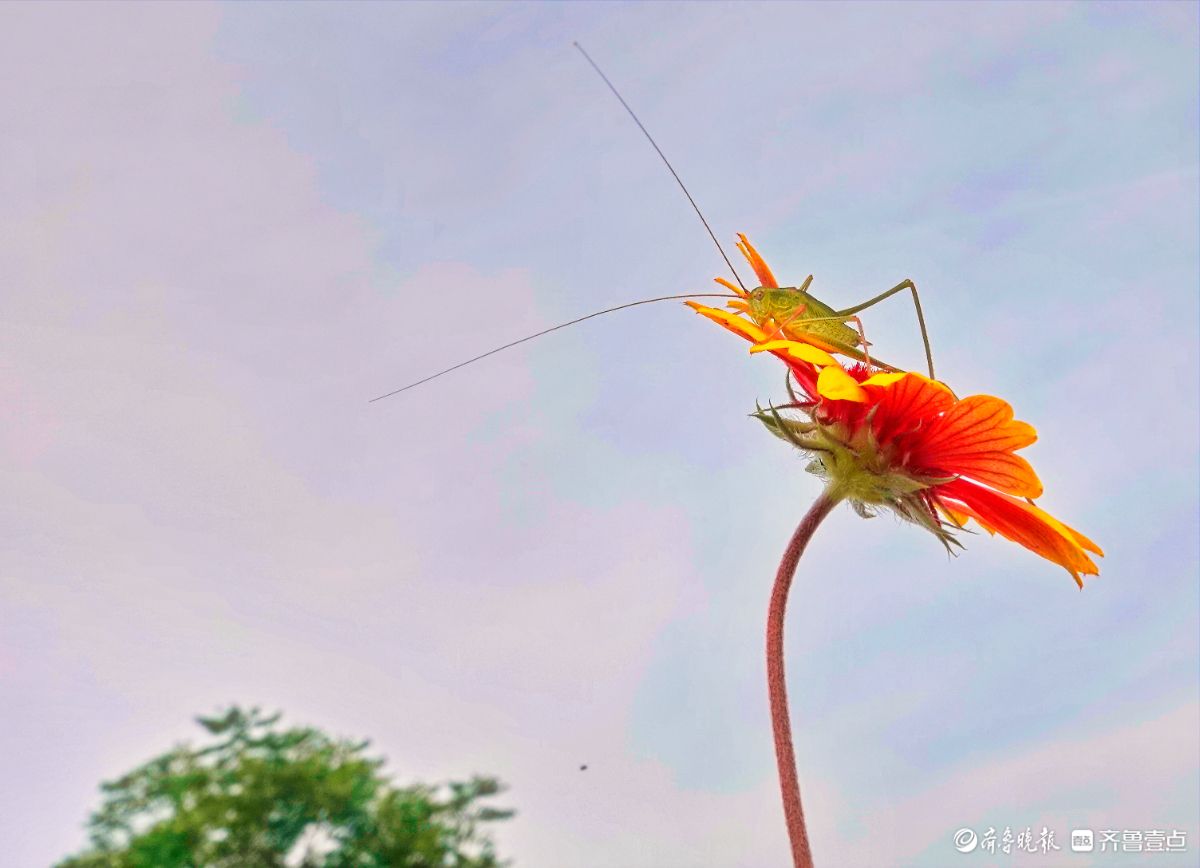 蝈蝈恋花
