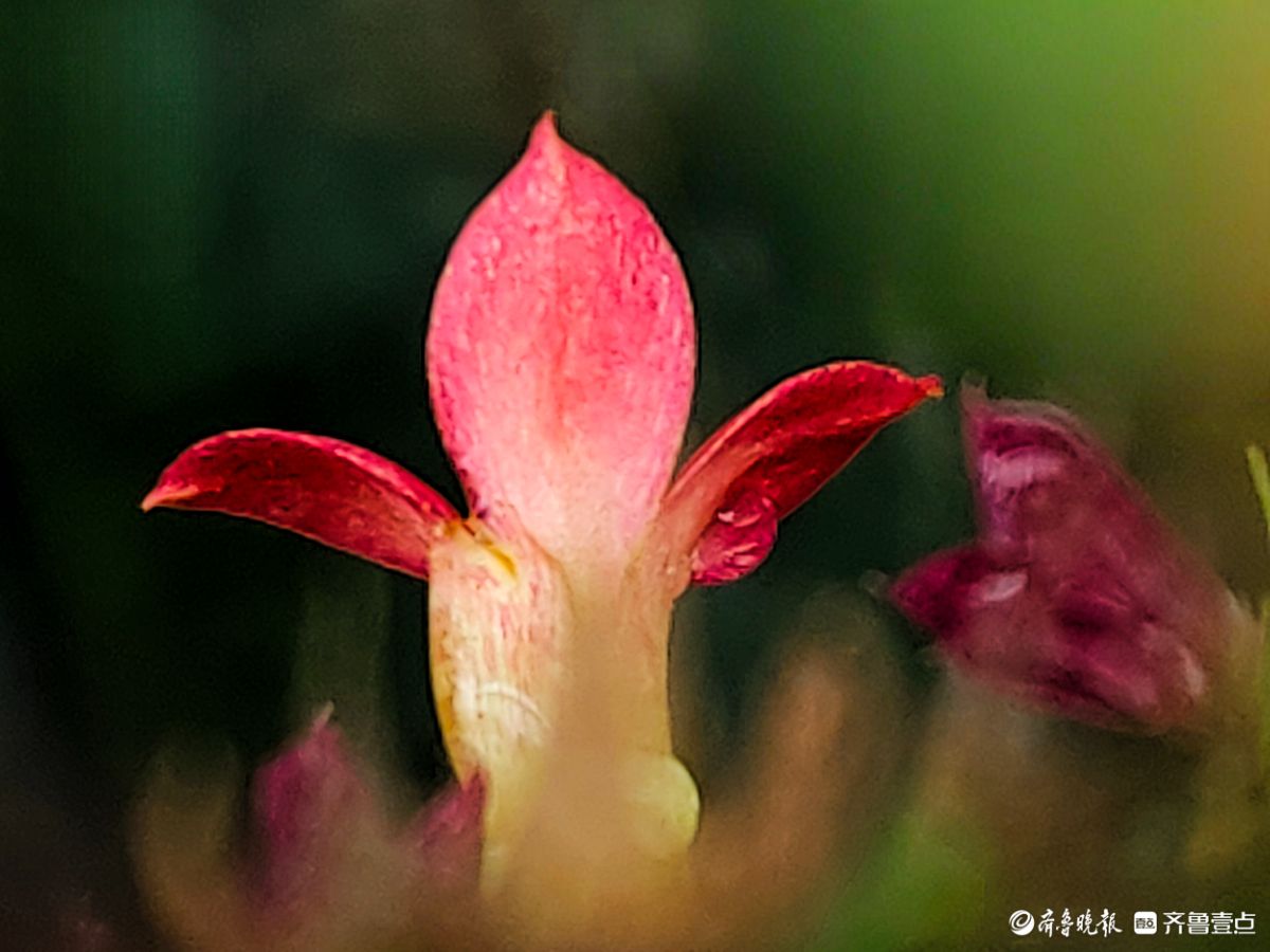 小巧玲珑长寿花