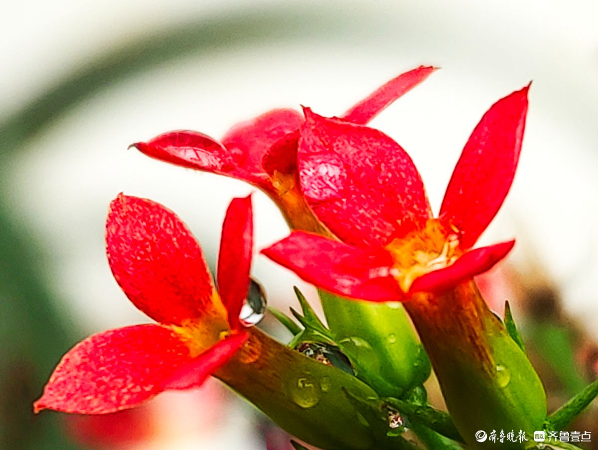 小巧玲珑长寿花