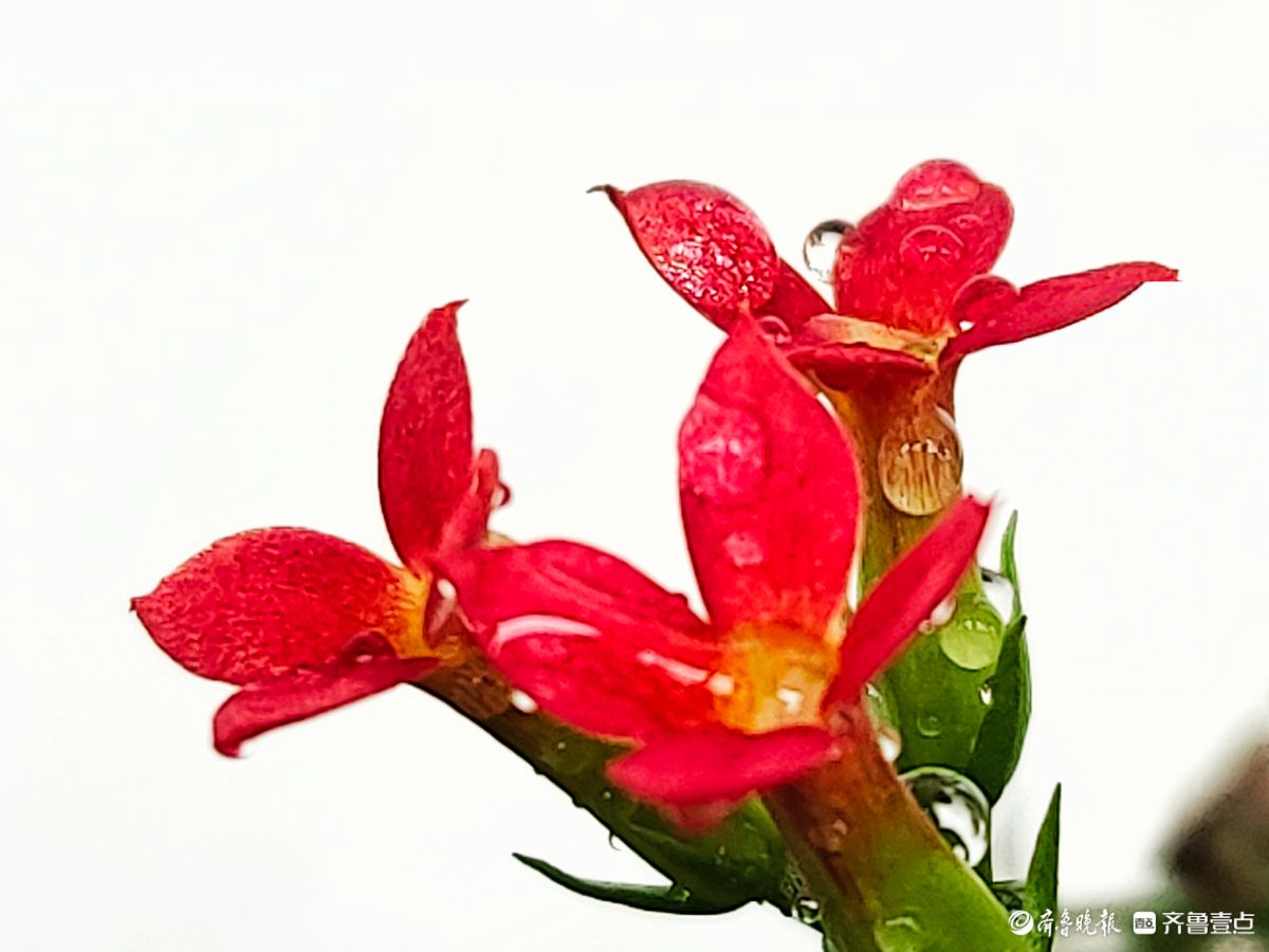 小巧玲珑长寿花