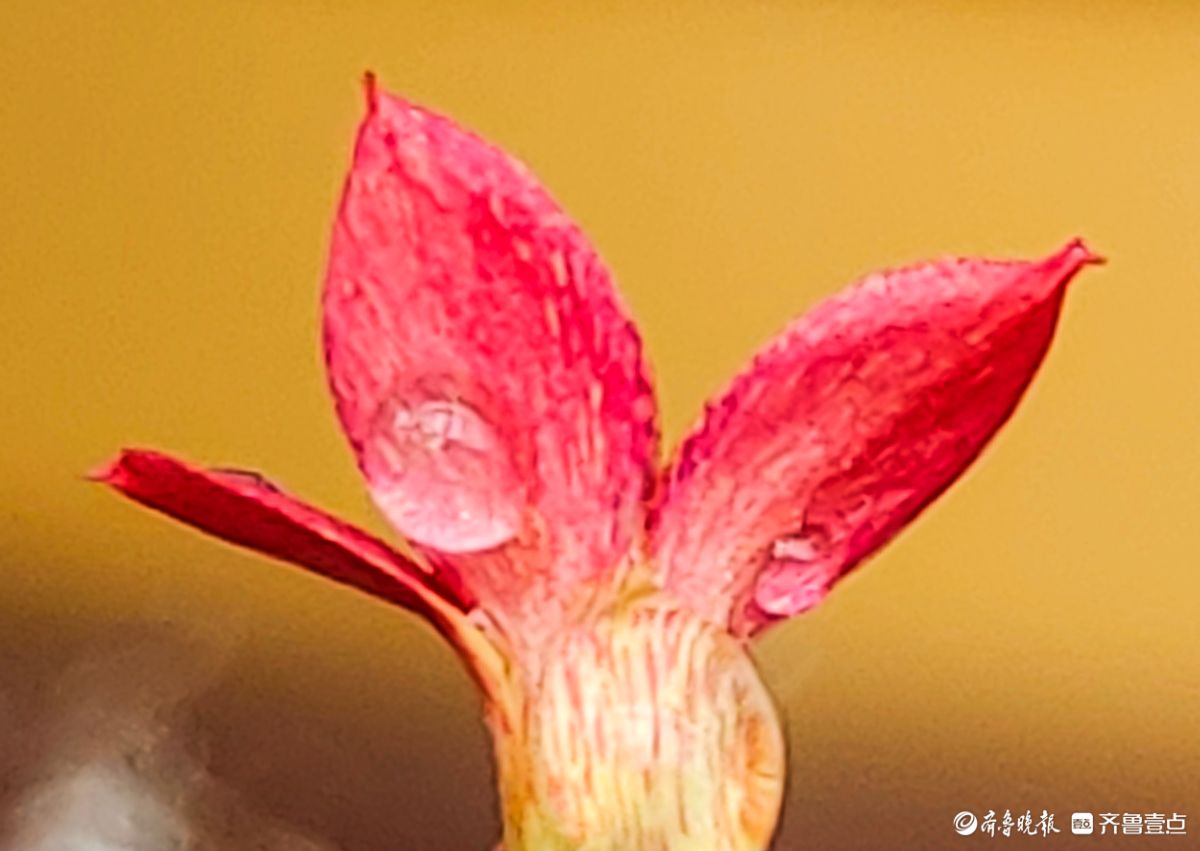 小巧玲珑长寿花