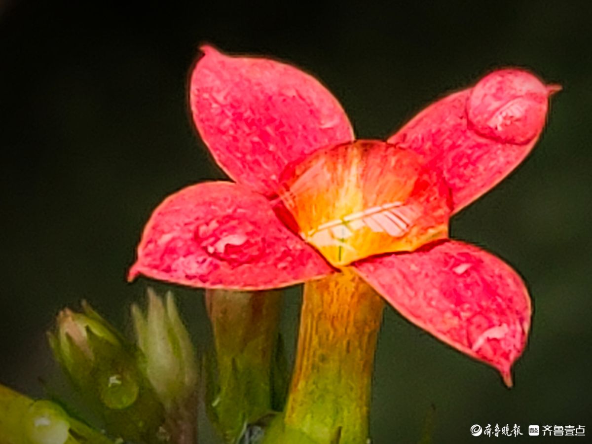 小巧玲珑长寿花