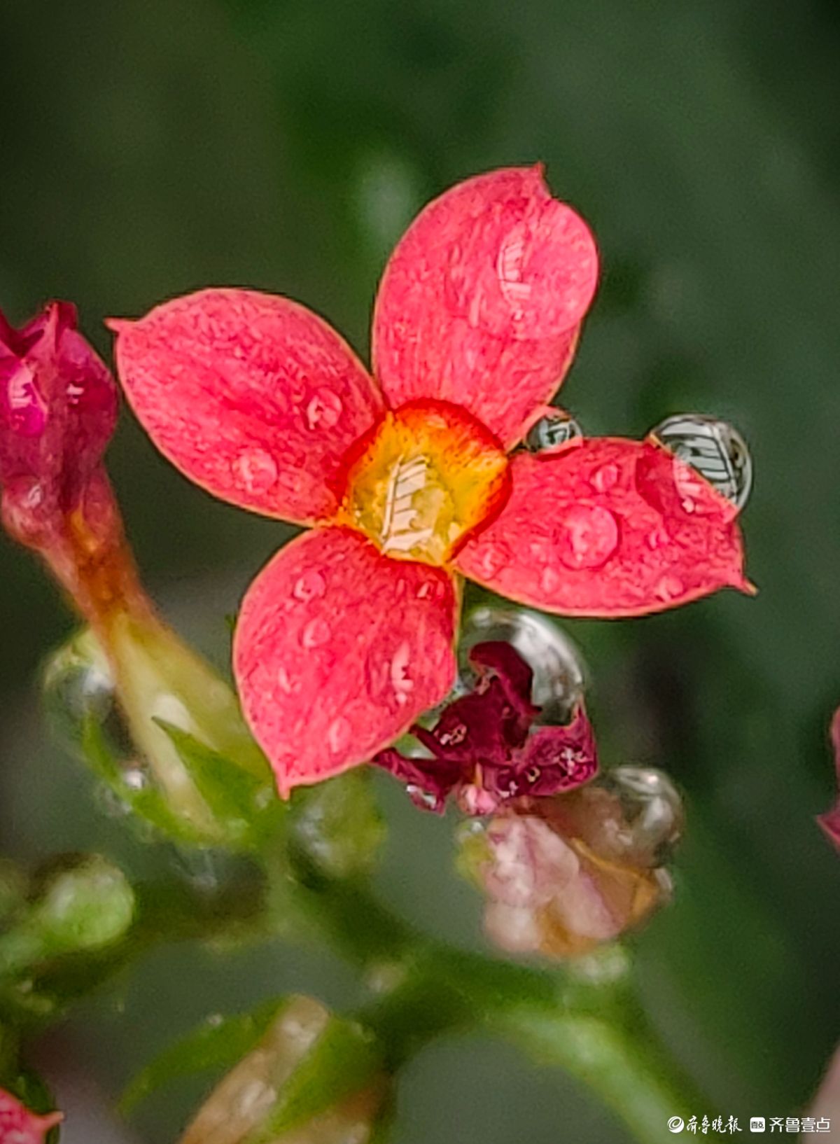 小巧玲珑长寿花