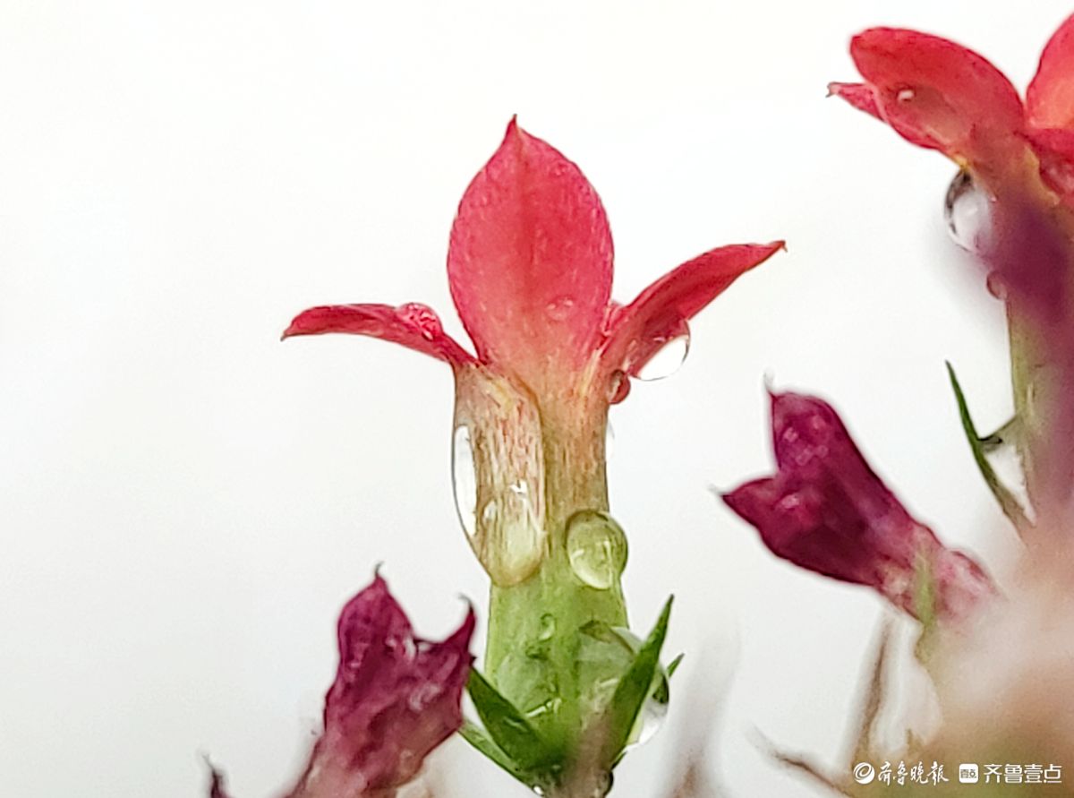 小巧玲珑长寿花