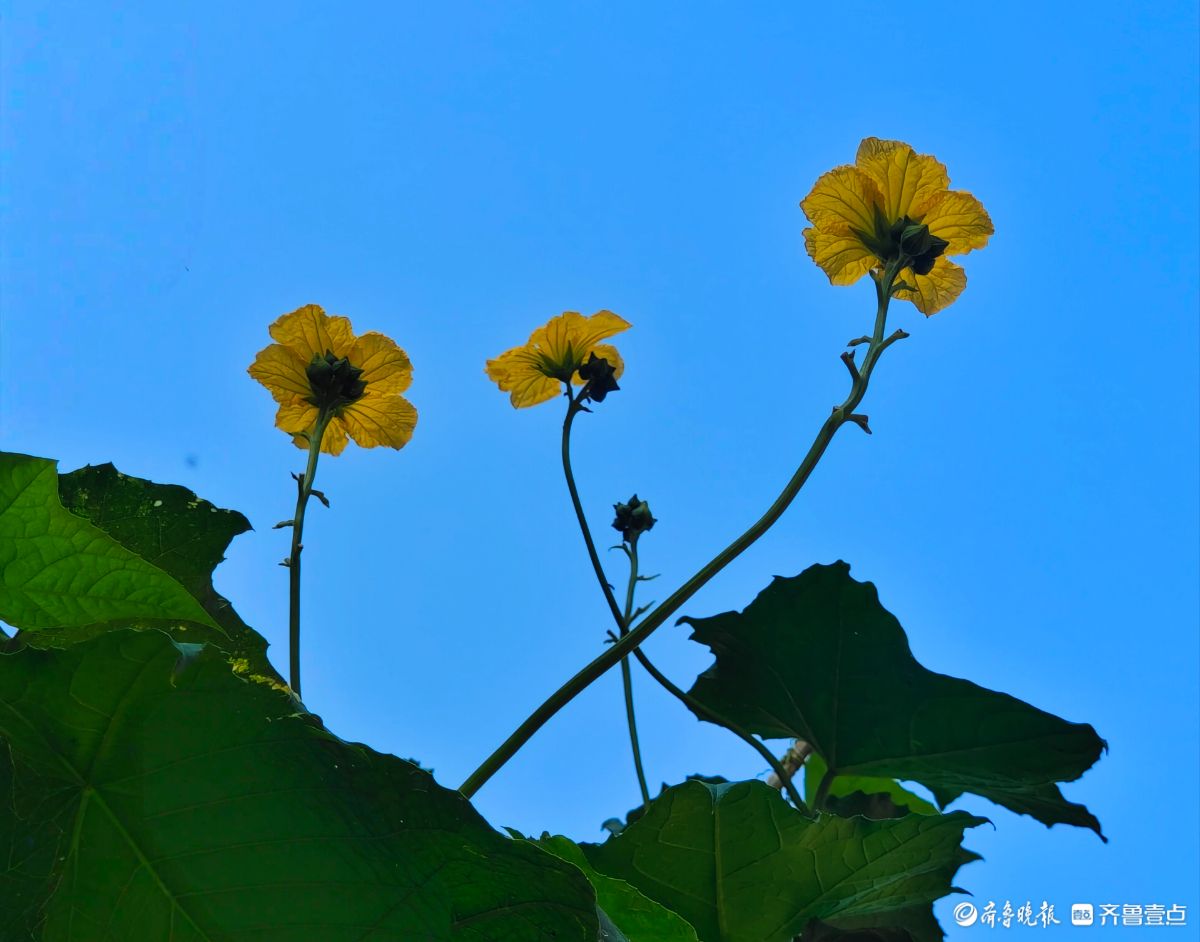 丝瓜花金黄夺目耀眼