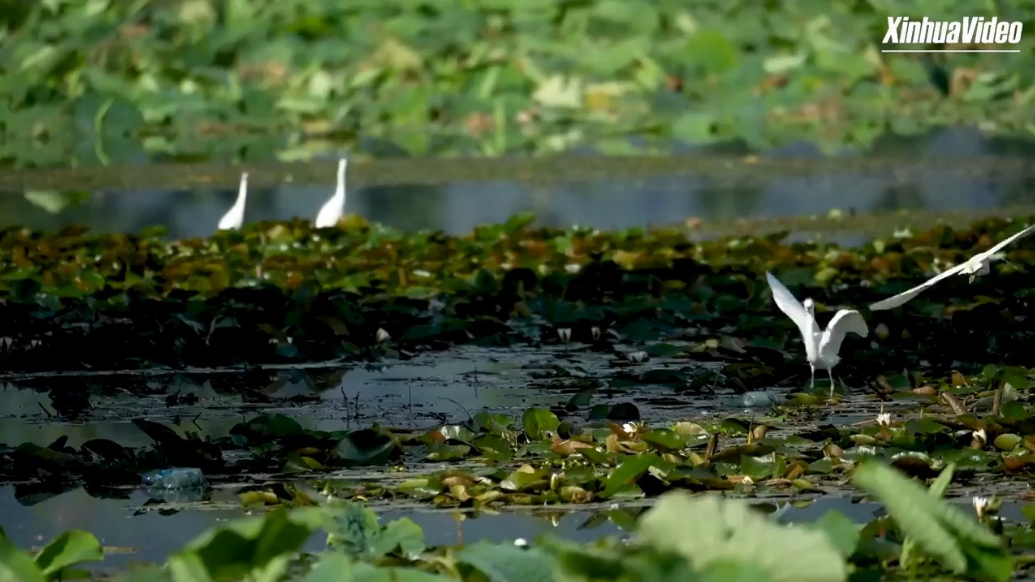 Egrets nest among blossoms in Yunnan's serene wetlands