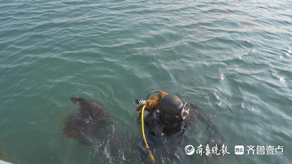 长岛：“驯化”海草赋能“零碳岛”