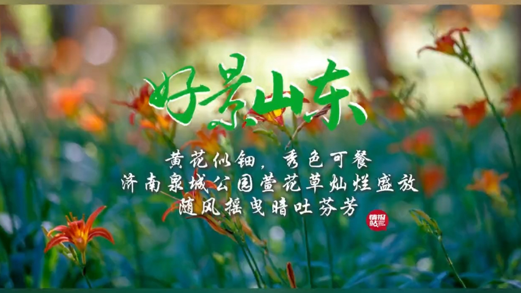 果然视频·好景山东|济南泉城公园萱花草盛放，黄花似钿秀色可餐