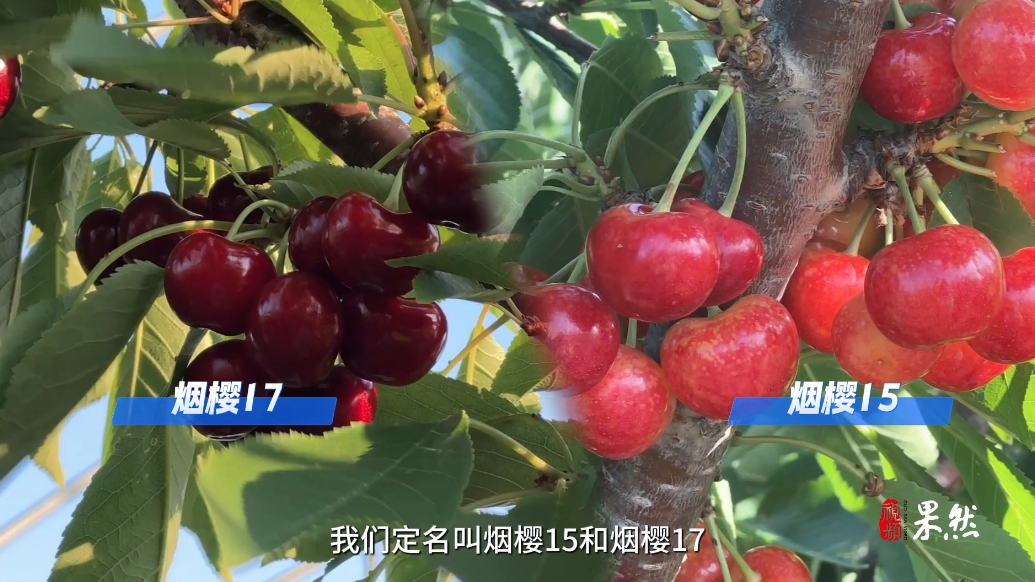 果然视频|比萝卜还脆，比冰糖还甜，烟台大樱桃新品种问世