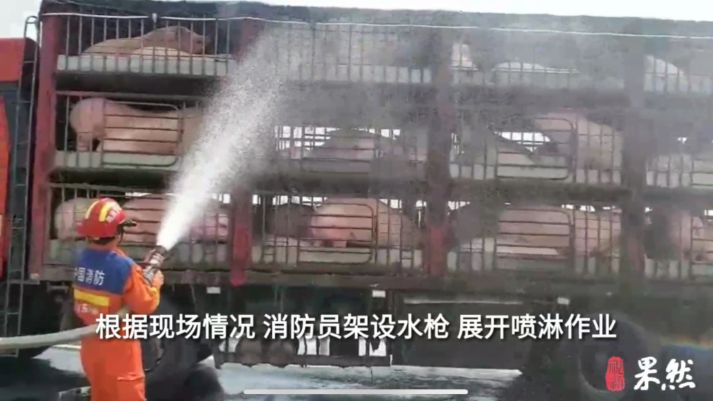 果然视频|两车活猪相继“中暑”，消防员喷淋作业帮车主挽回损失