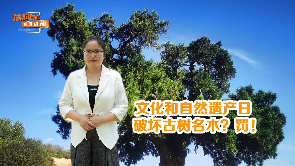 果然视频|文化和自然遗产日丨破坏古树名木？罚！