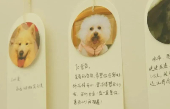 每年数百万只宠物死亡，“身后事”该如何对待？