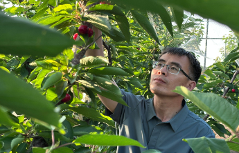 又脆又甜，扛冻扛裂！烟台大樱桃新品种诞生记