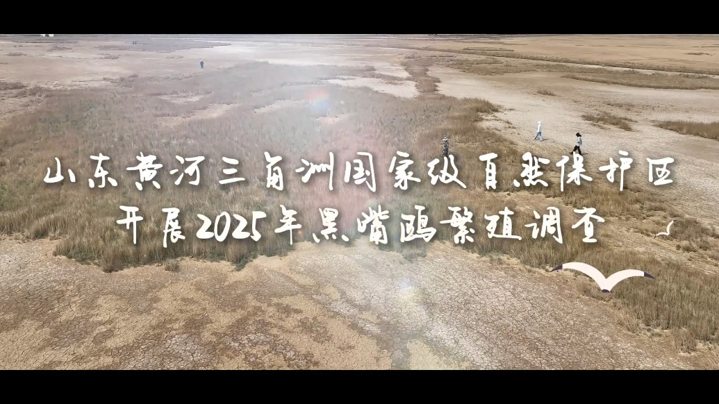 山东黄河三角洲国家级自然保护区开展2025年黑嘴鸥繁殖调查